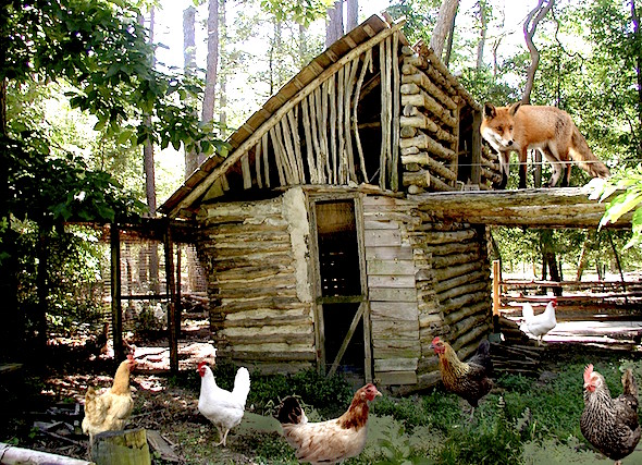 Fox-guarding-the-hen-house-512bf2d4bec97_hires